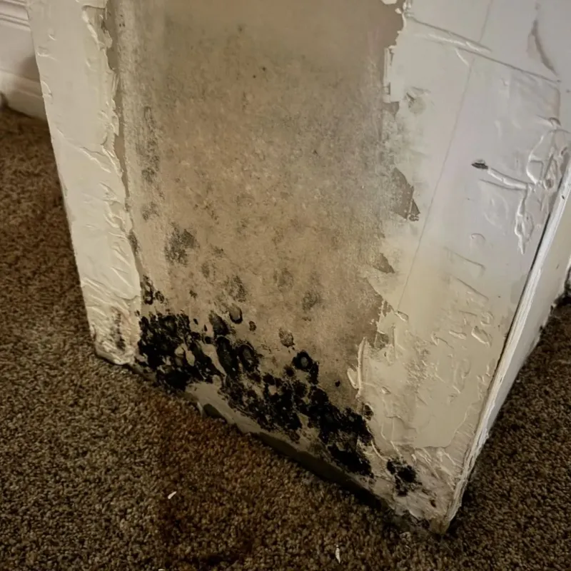 Professional Mold Removal in Colebrook, NH